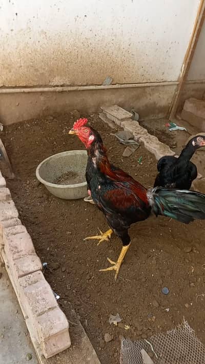 Rampori Aseel home breed. . . . .
