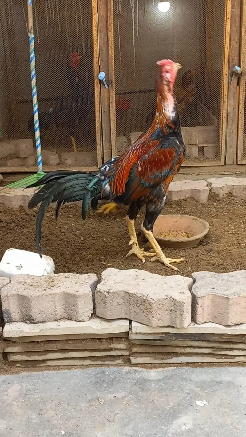 Rampori Aseel home breed. . . . . — photo 2
