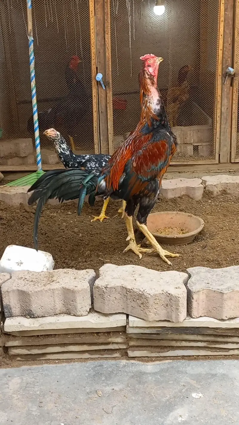 Rampori Aseel home breed. . . . . — photo 3