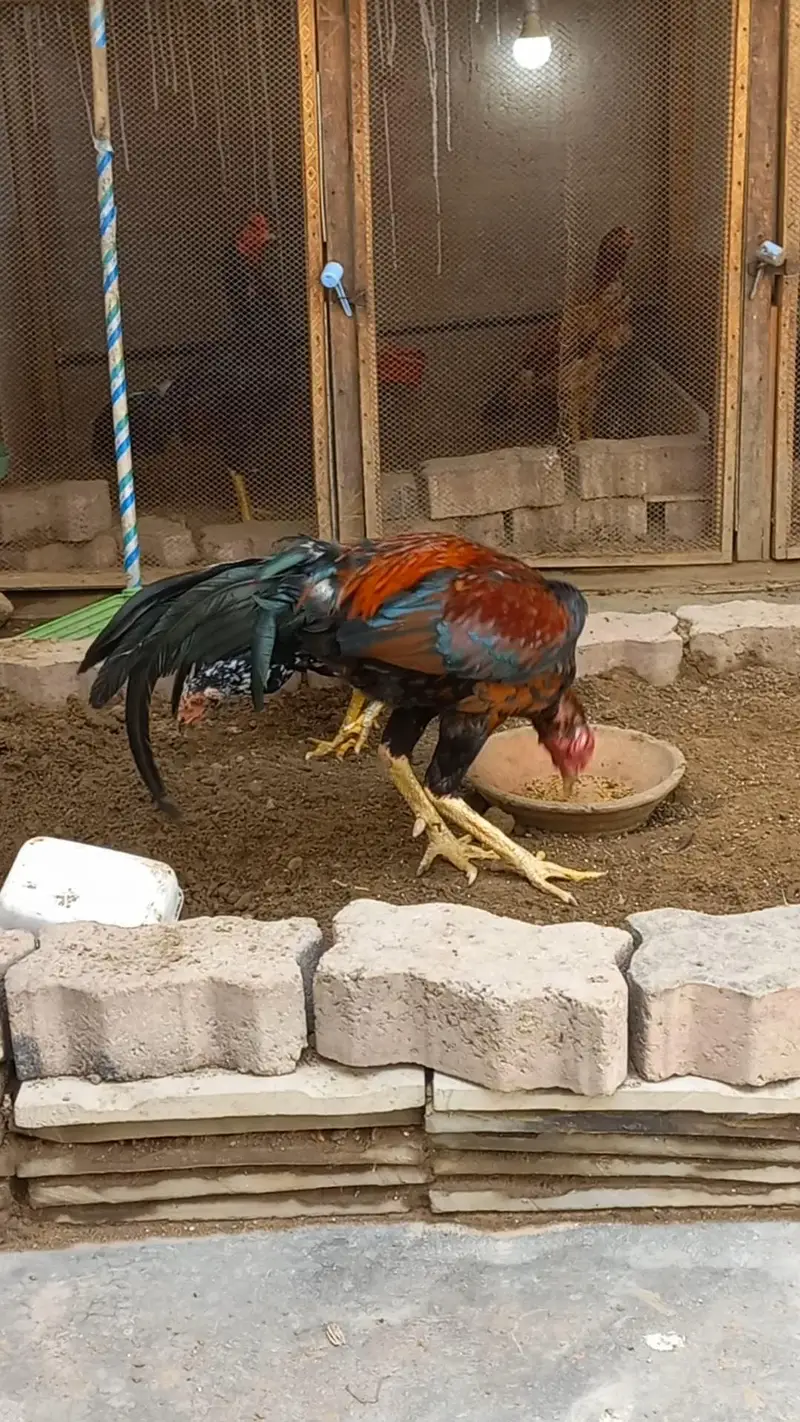 Rampori Aseel home breed. . . . . — photo 4