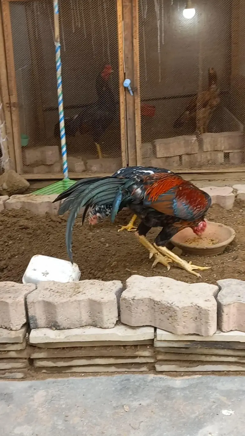 Rampori Aseel home breed. . . . . — photo 5