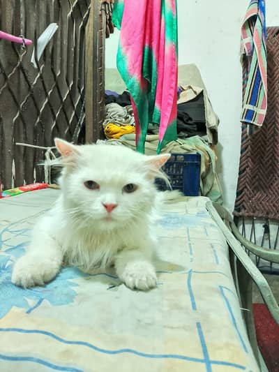 Persian cat