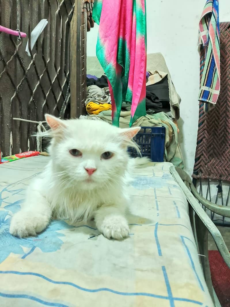 Persian cat 0