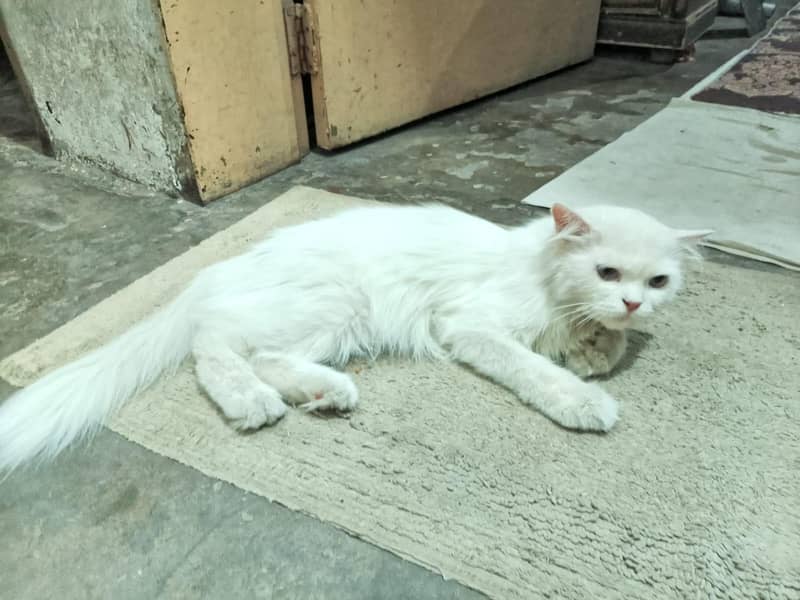 Persian cat 1