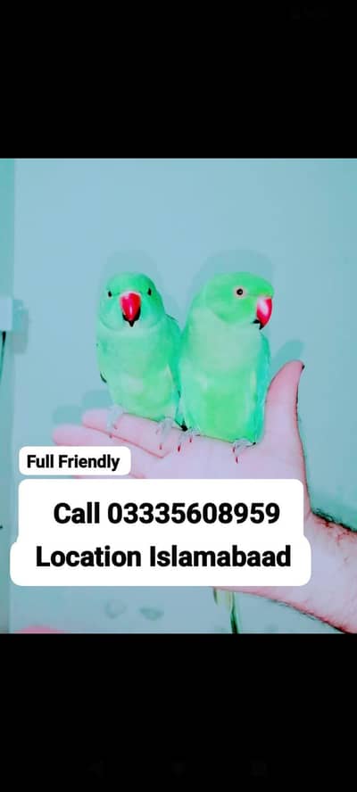 Single 5,500 Hand Tamed Green Ring Neck Parrots Male/Female