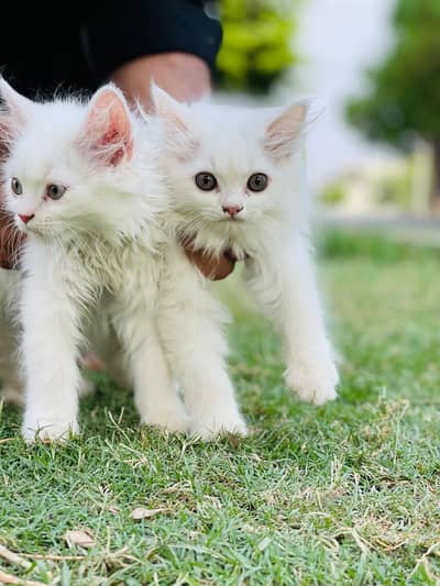 Persian cat for sale