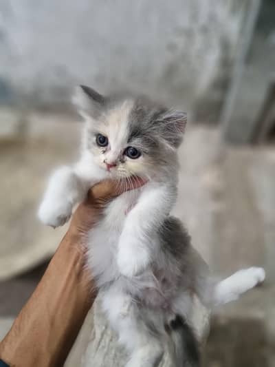kittens for sale