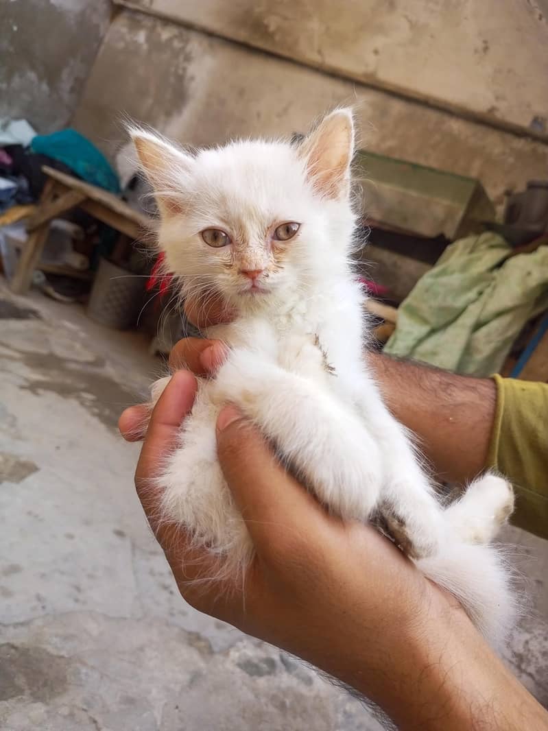 Kitten 0
