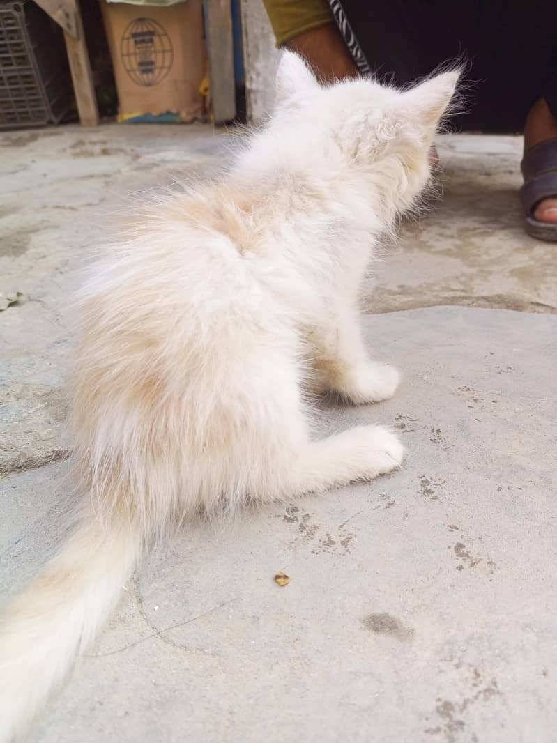 Kitten 1