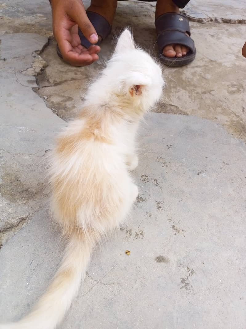 Kitten 2
