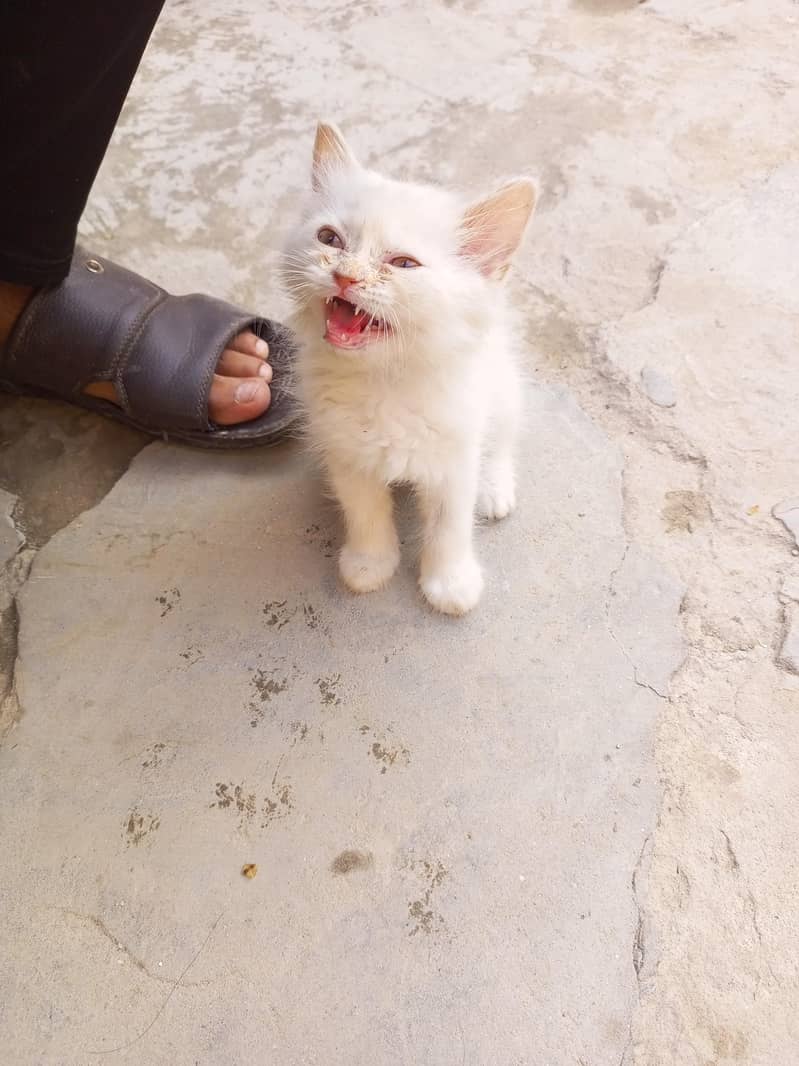 Kitten 3