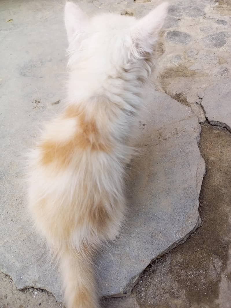 Kitten 4