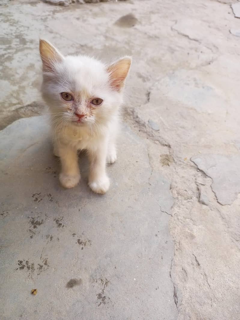 Kitten 5