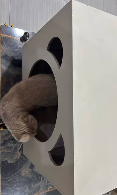 Cat Houses