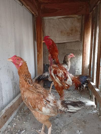 Hen/Aseel/murgha/murghi