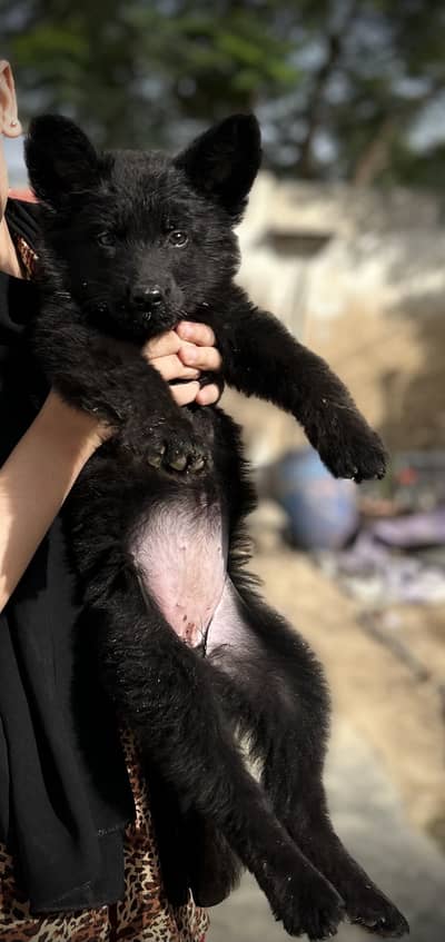 Black German shepherd