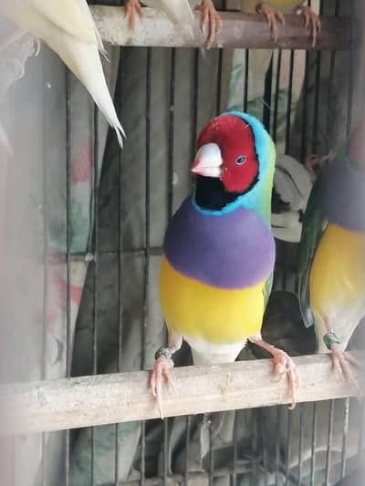 Lady Gouldian Finch