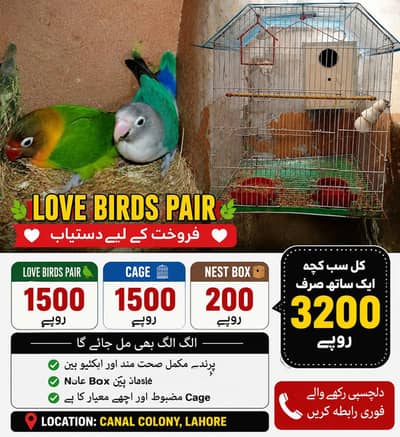 lovebirds for sale and cage