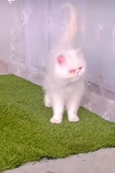 bredar male persian