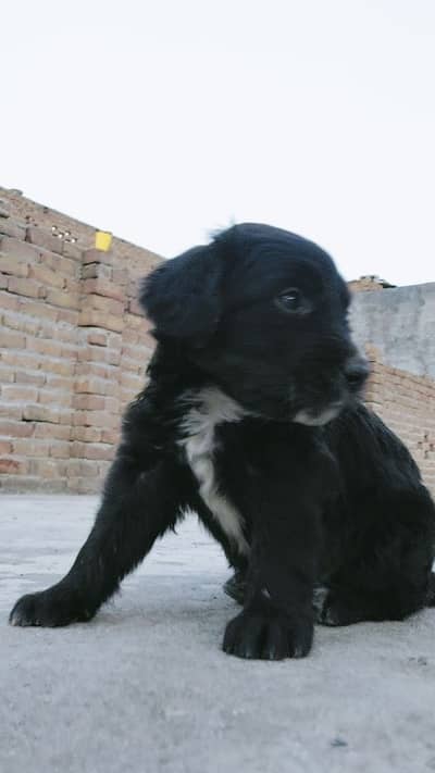 Pure labrador puppy