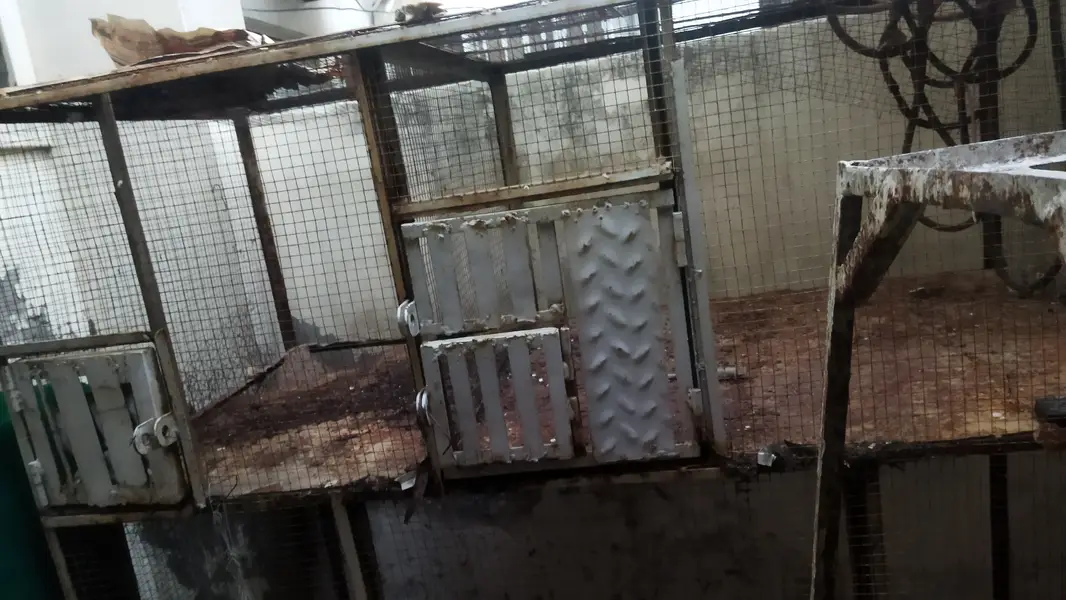 Birds iron cage 5*5*2.5 feet — photo 2