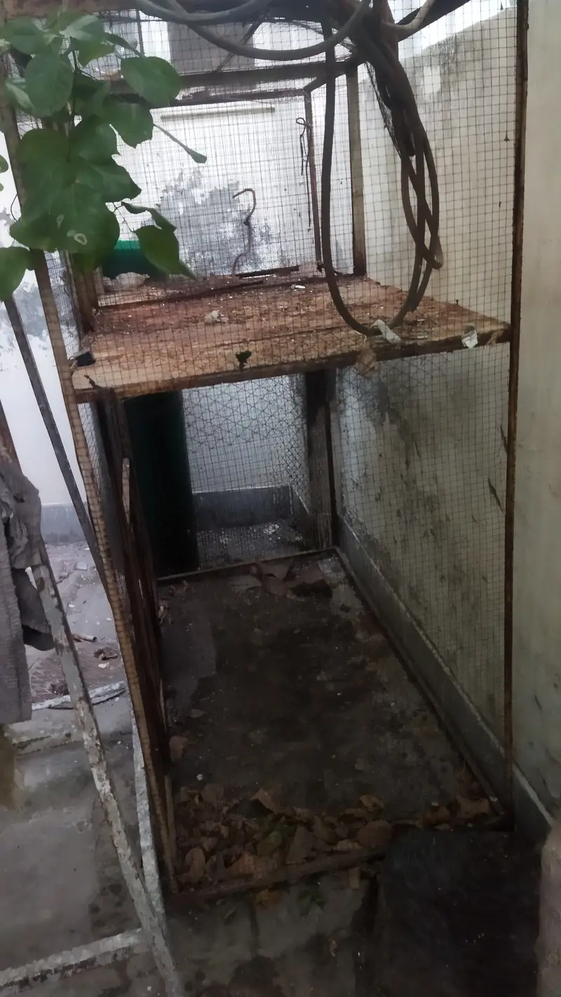 Birds iron cage 5*5*2.5 feet — photo 3