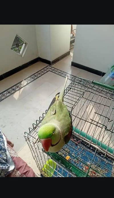Kashmir raw parrot