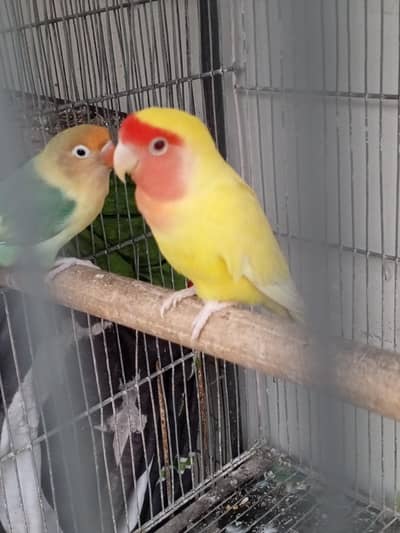 love bird breeder fair