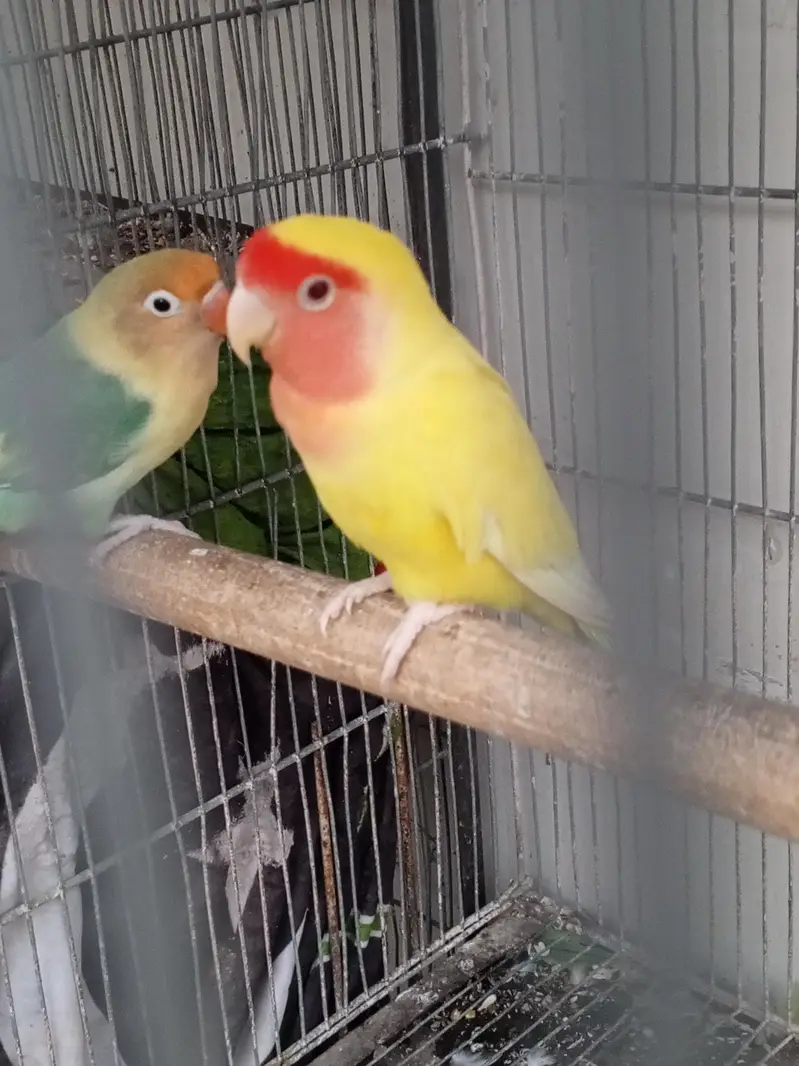 love bird breeder fair