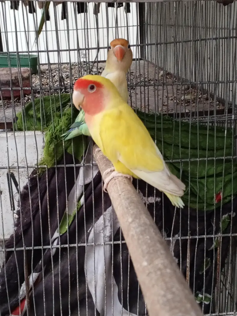 love bird breeder fair — photo 2