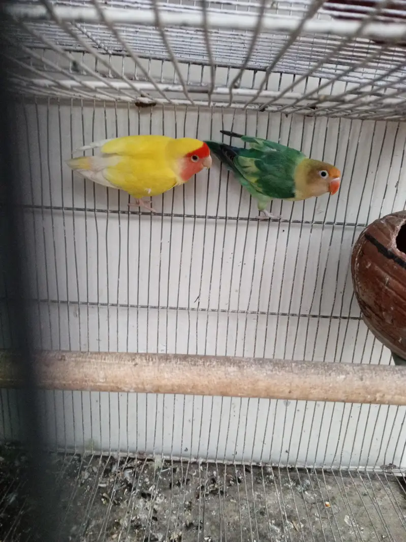 love bird breeder fair — photo 3