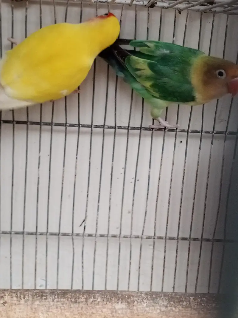 love bird breeder fair — photo 4