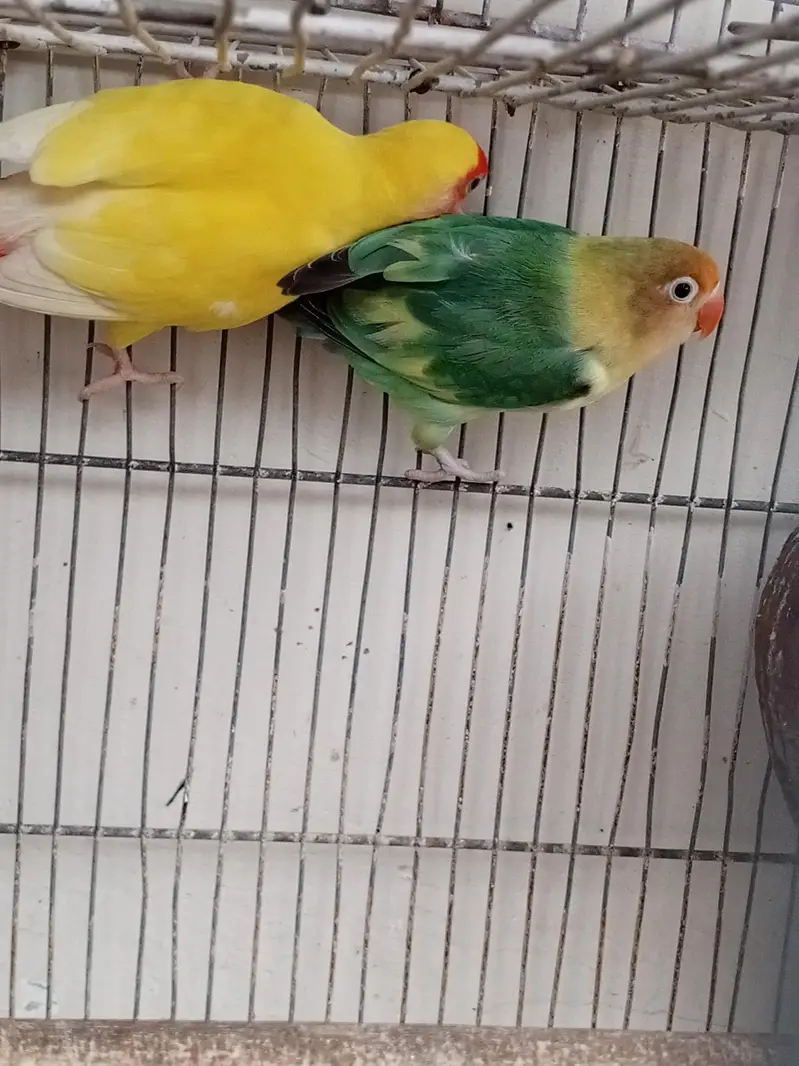 love bird breeder fair — photo 5