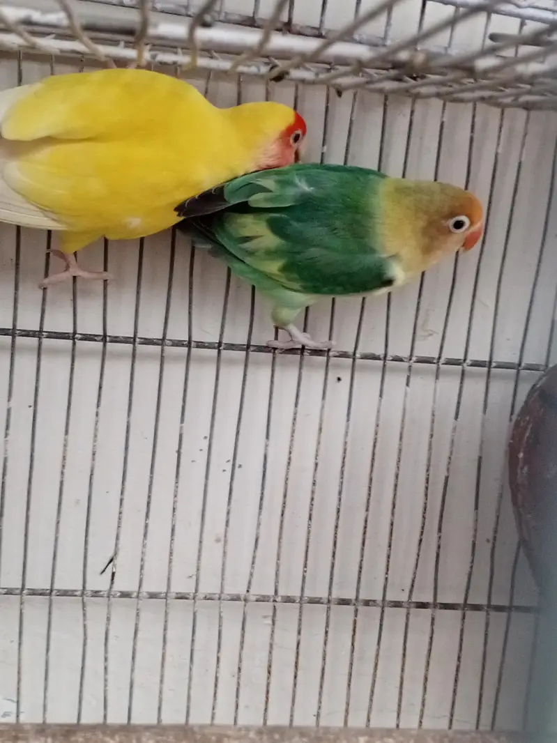 love bird breeder fair — photo 6