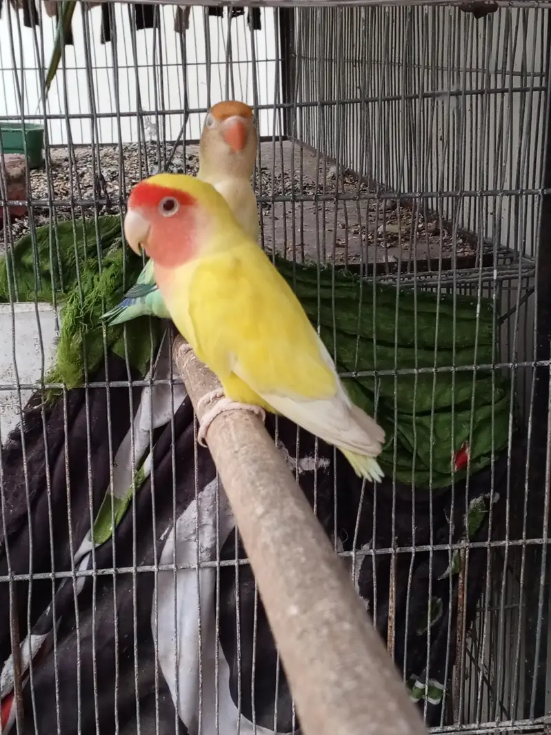 love bird breeder fair — photo 7