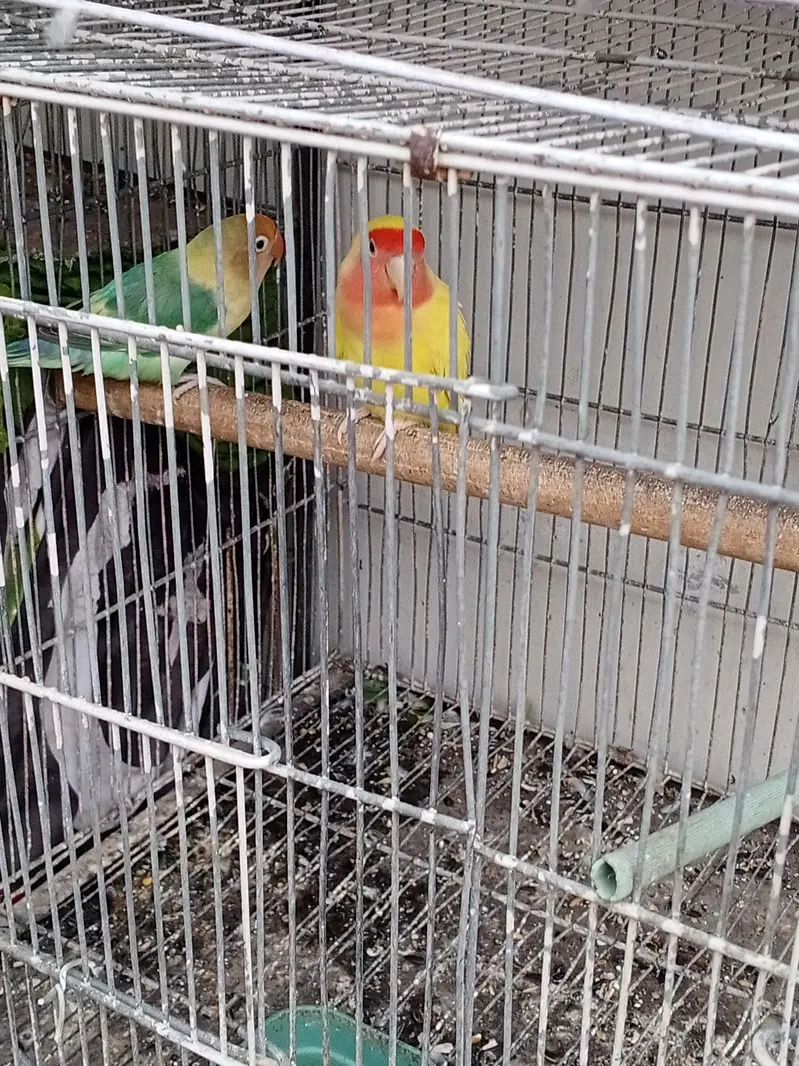 love bird breeder fair — photo 8