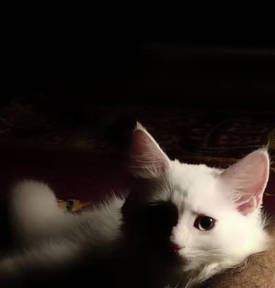 White Persian Kitten