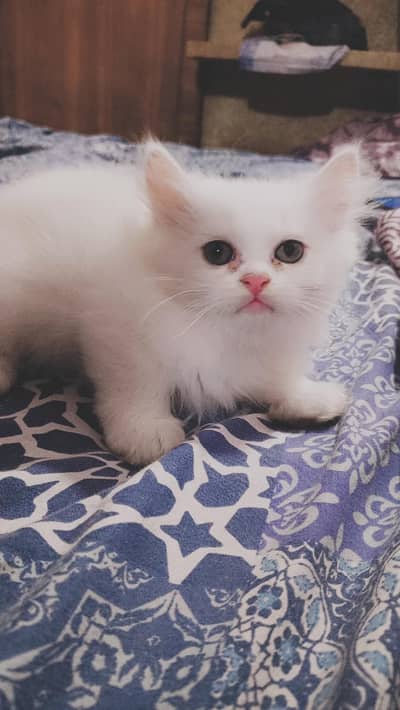 Persian Kittens for sale