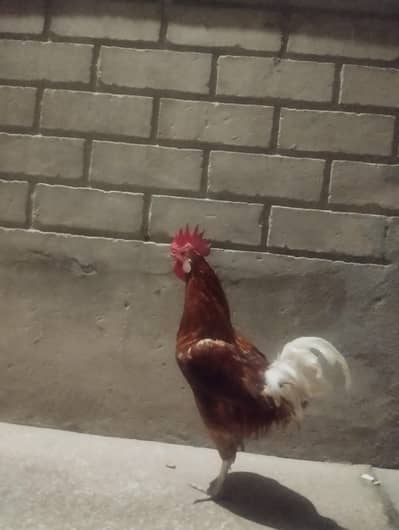 Desi hen