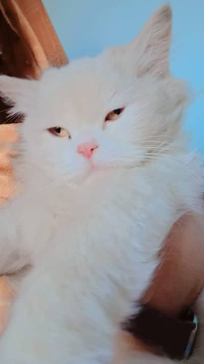 Persian cat