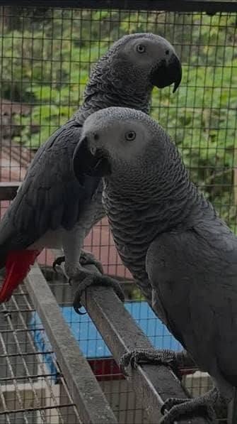 Talking african gray parrots