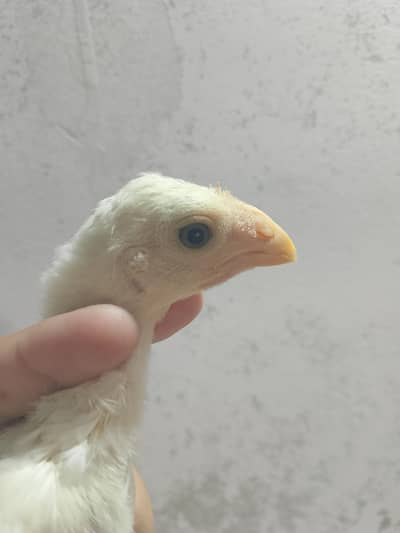 Parrot Beak