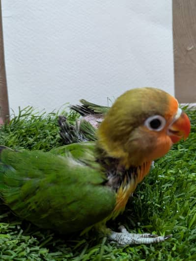 lovebirds chicks