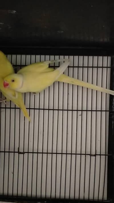 yellow indian male for sale