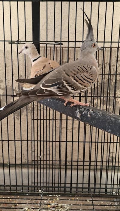 crested dove