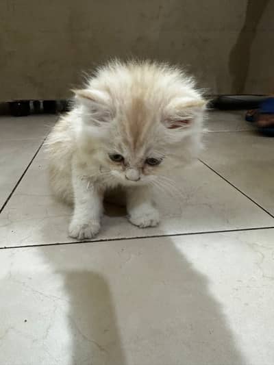 Persian cat baby