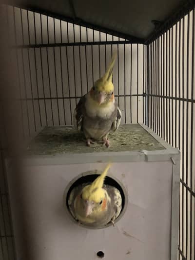 Cocktail parrots