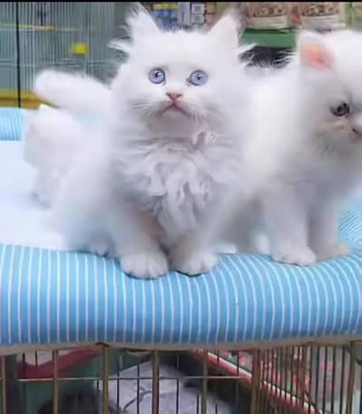 Persion Cat 2 month age My WhatsApp Number 03296428873 for sale