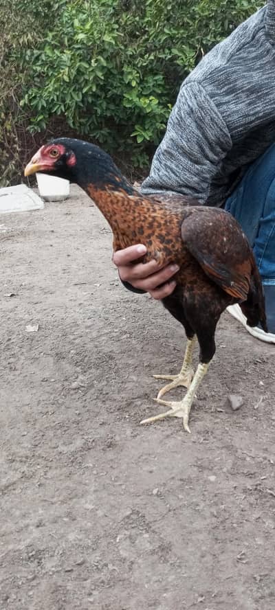 burmi Aseel Hen