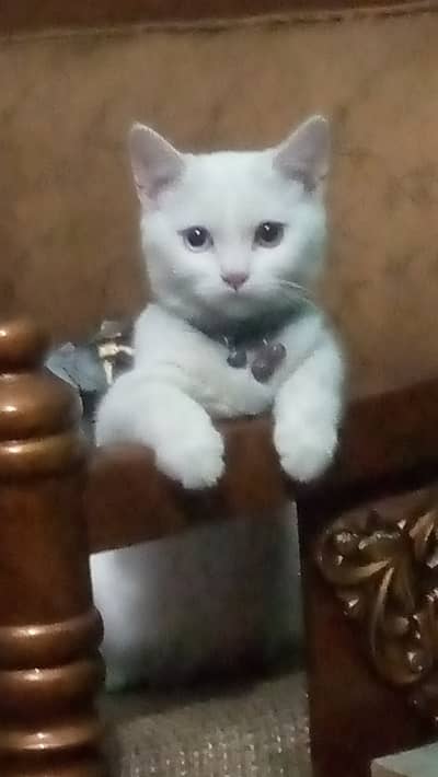 Aoa cat is to much beautiful and od eyes